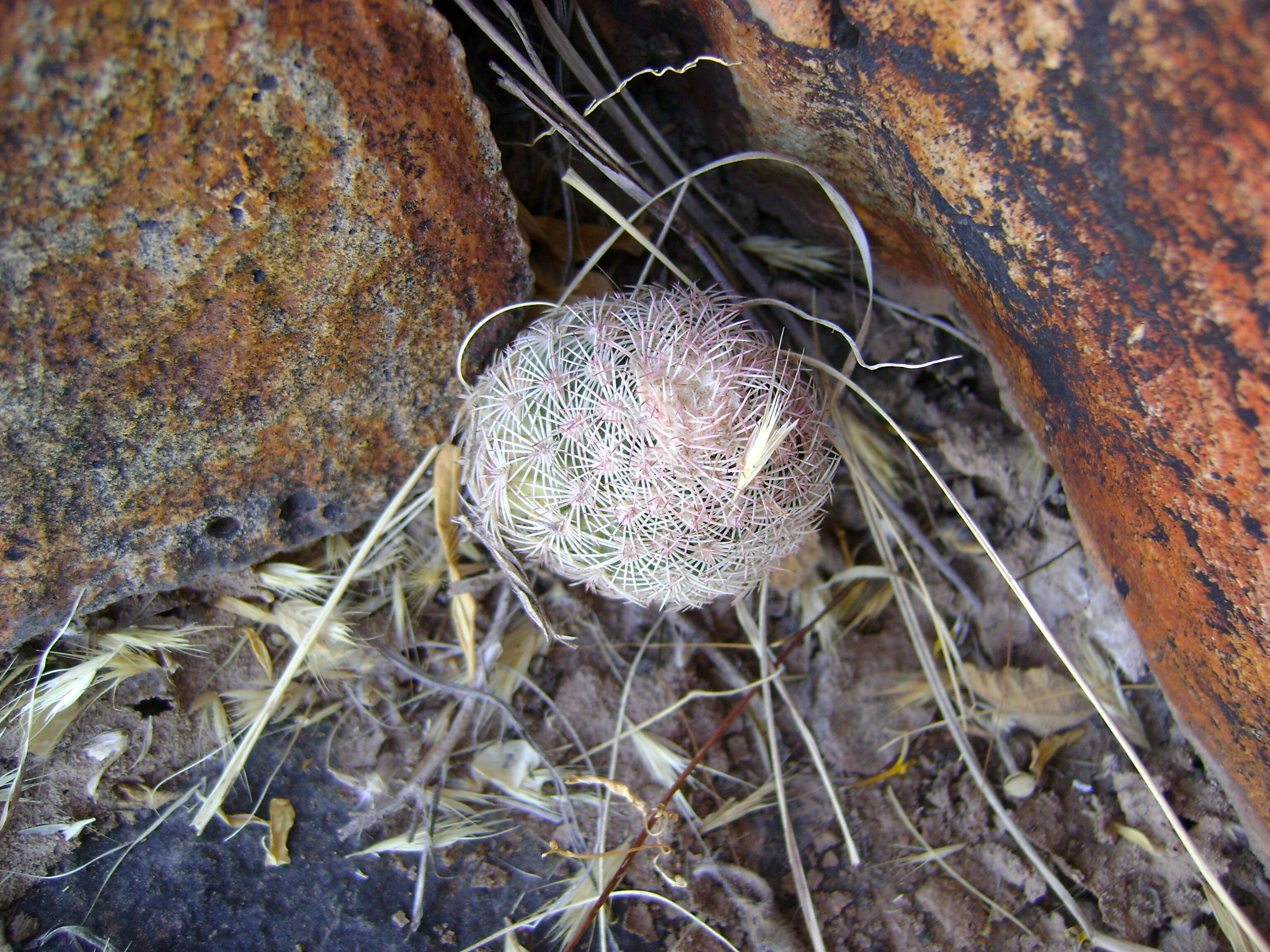 Image de Echinocereus pectinatus (Scheidw.) Engelm.