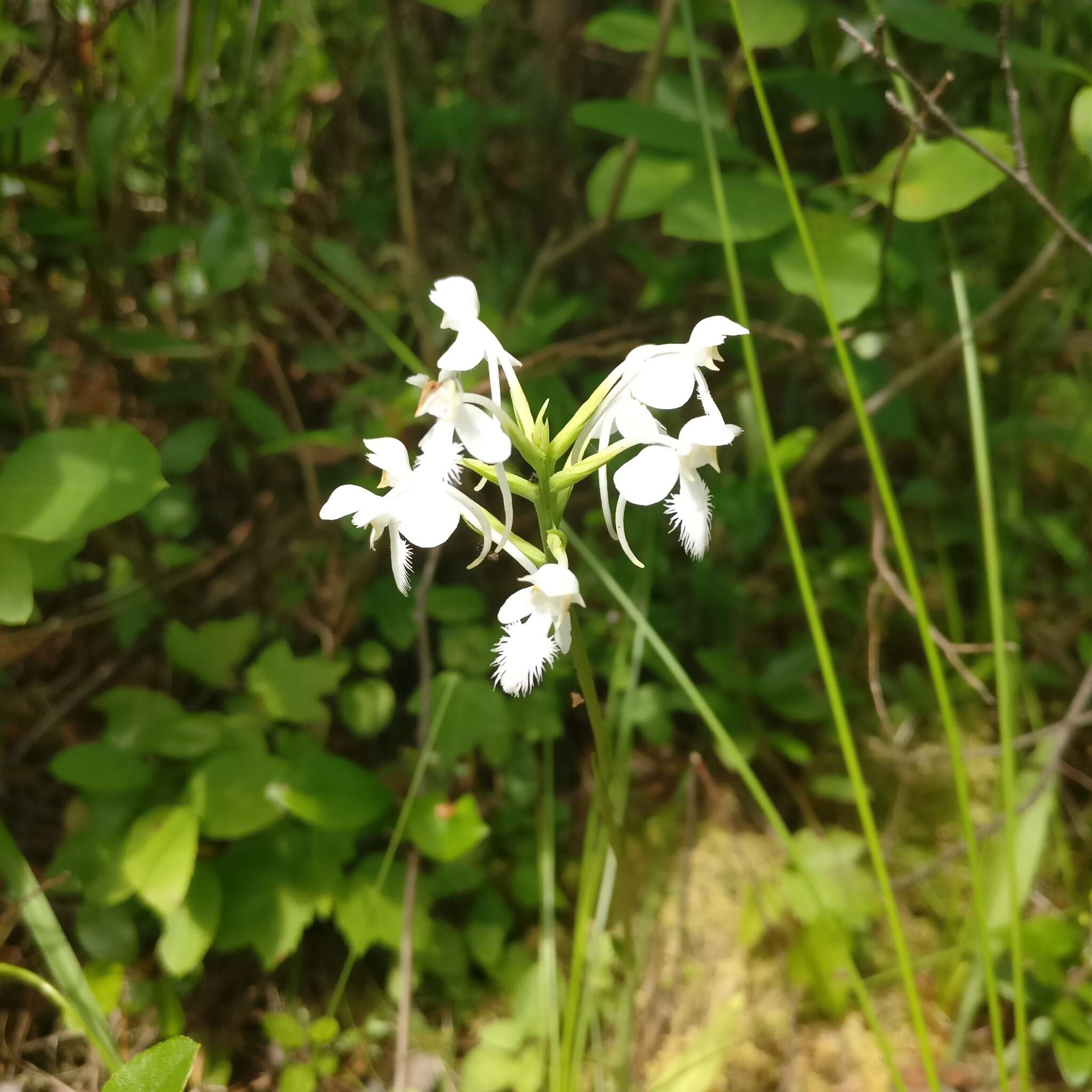 Image of white fringed orchid