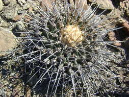 Image of Thelocactus rinconensis (Poselger) Britton & Rose