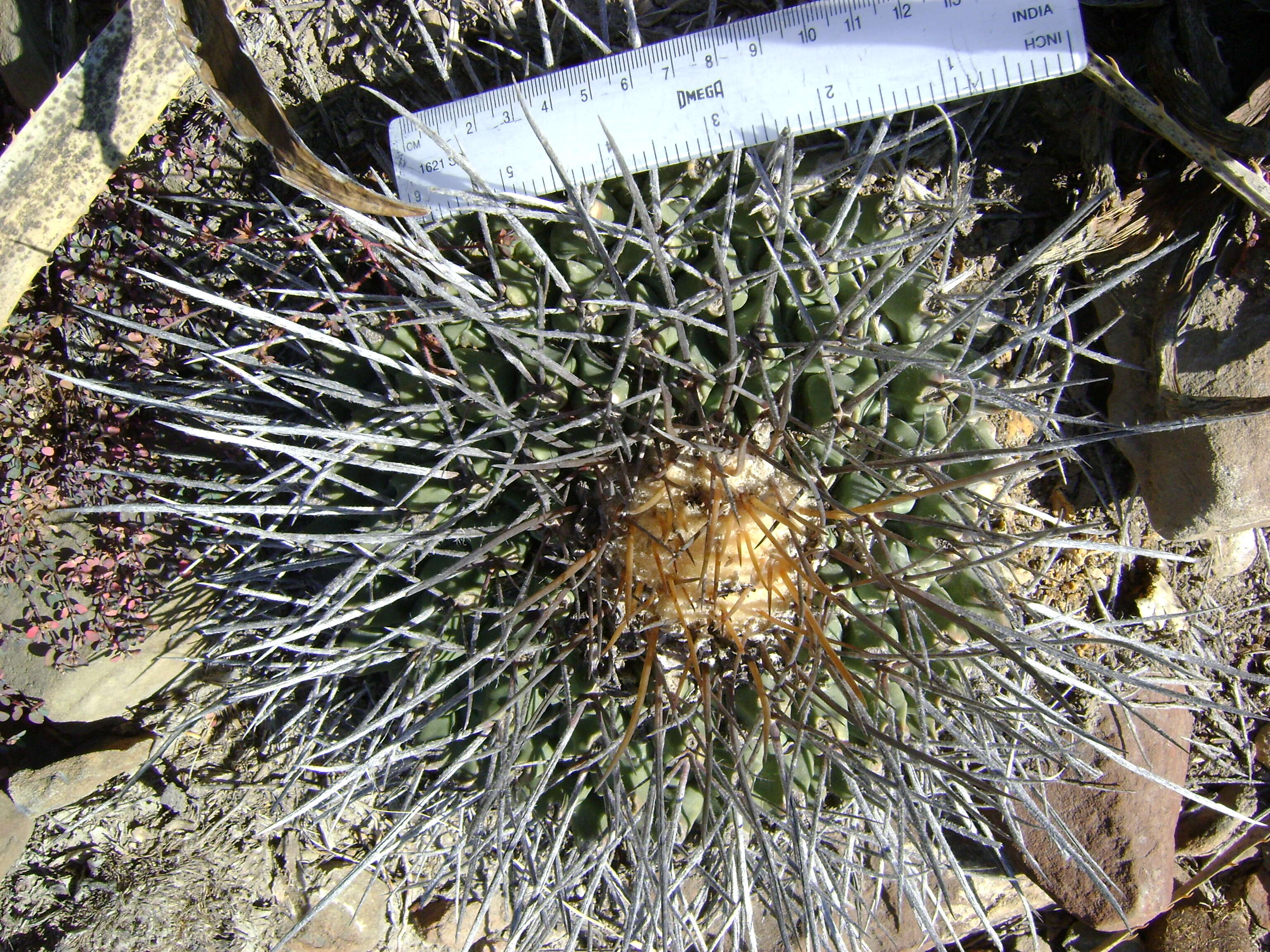 Image of Thelocactus rinconensis (Poselger) Britton & Rose