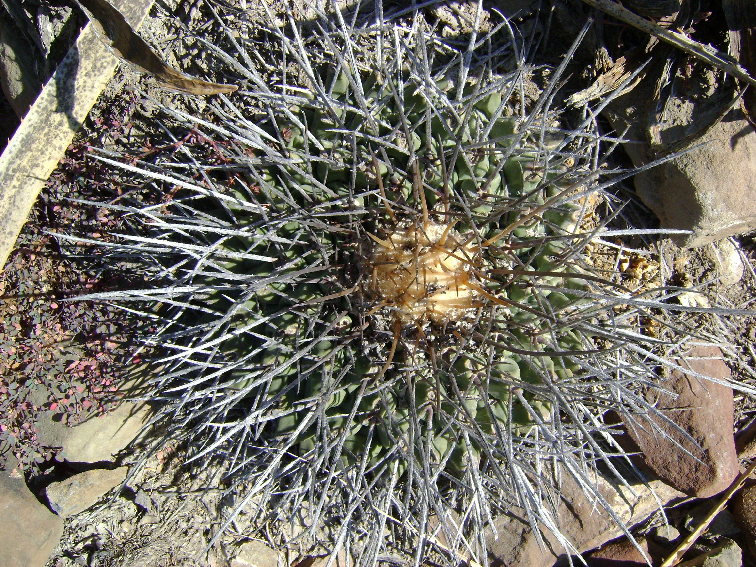 Image of Thelocactus rinconensis (Poselger) Britton & Rose