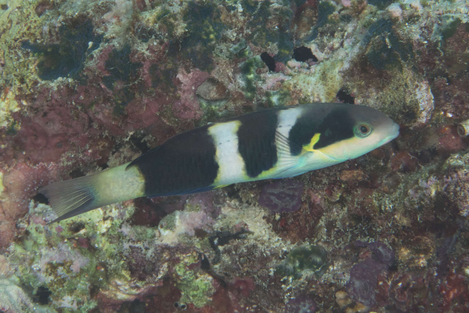 Thalassoma nigrofasciatum Randall 2003 resmi