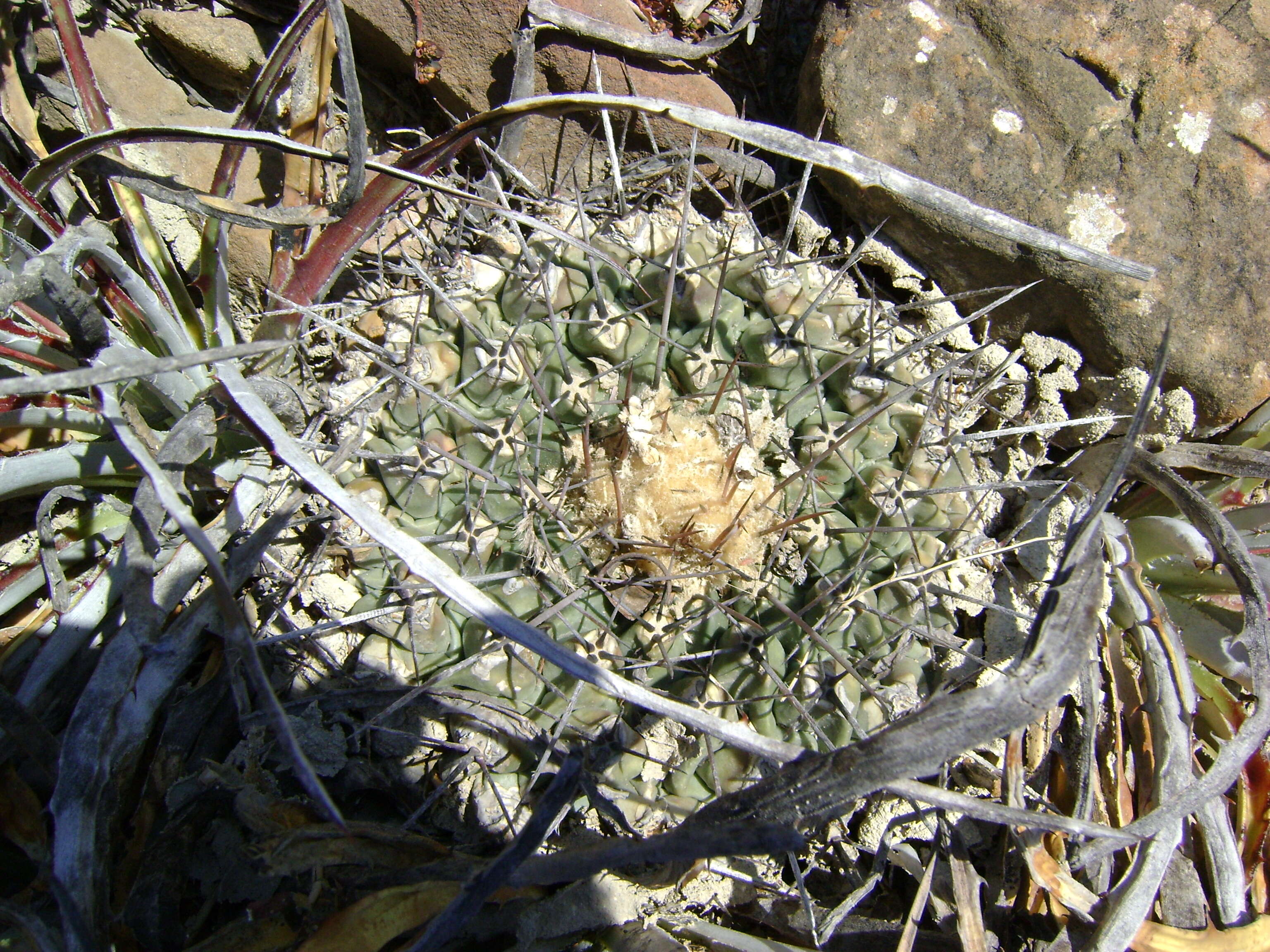 Image of Thelocactus rinconensis (Poselger) Britton & Rose