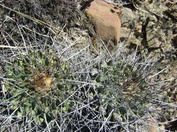 Image of Thelocactus rinconensis (Poselger) Britton & Rose