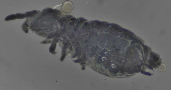 Image of Snow flea