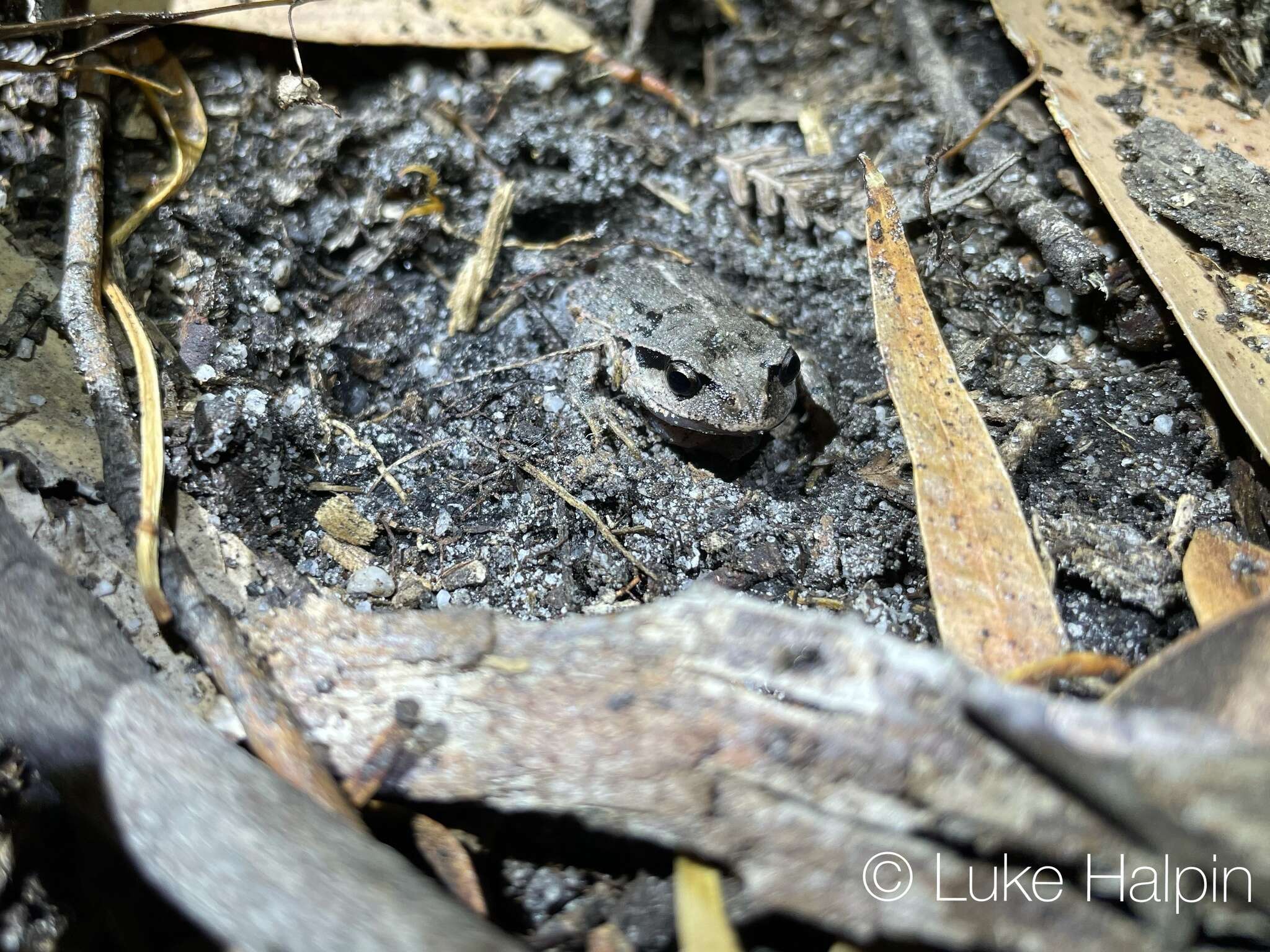 Image of Haswell’s Froglet