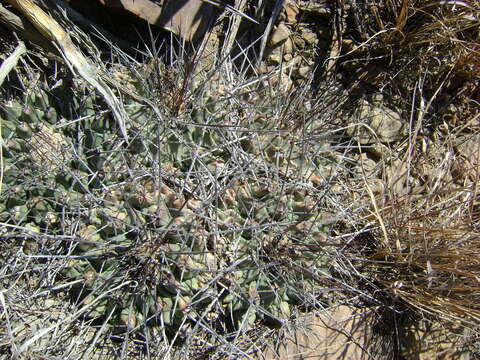 Image of Thelocactus rinconensis (Poselger) Britton & Rose