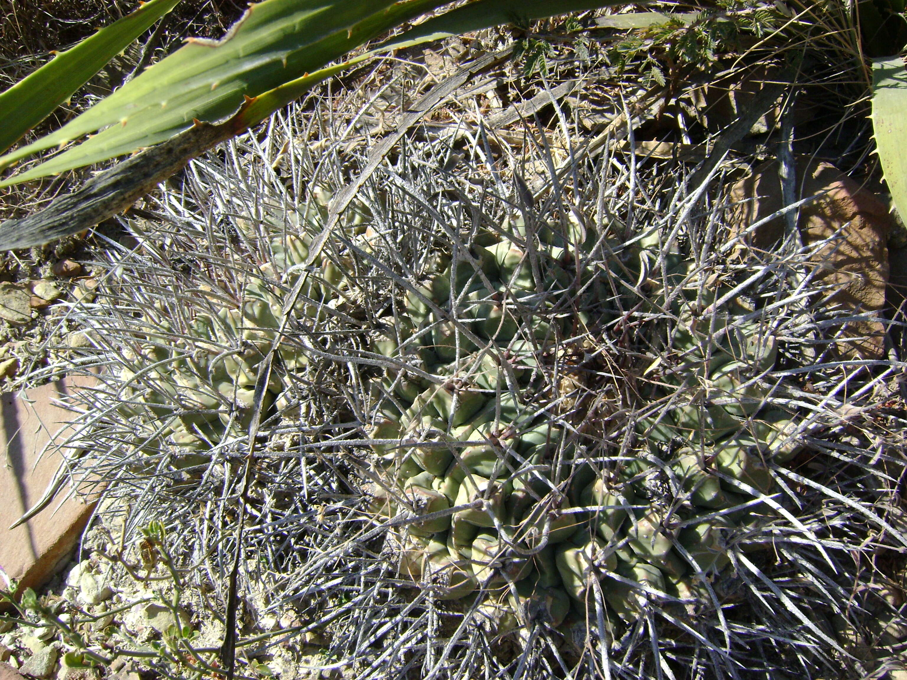 Image of Thelocactus rinconensis (Poselger) Britton & Rose