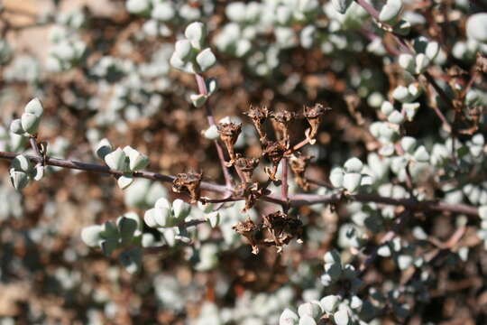 Imagem de Oscularia piquetbergensis (L. Bol.) H. E. K. Hartm.