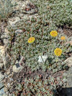 Image of Siskiyou buckwheat