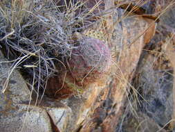 Image de Echinocereus pectinatus (Scheidw.) Engelm.