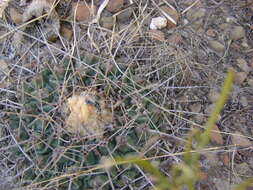 Image of Thelocactus rinconensis (Poselger) Britton & Rose