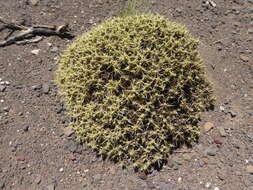 Image of Maihuenia patagonica (Phil) Britton & Rose