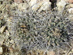 Image of Thelocactus rinconensis (Poselger) Britton & Rose