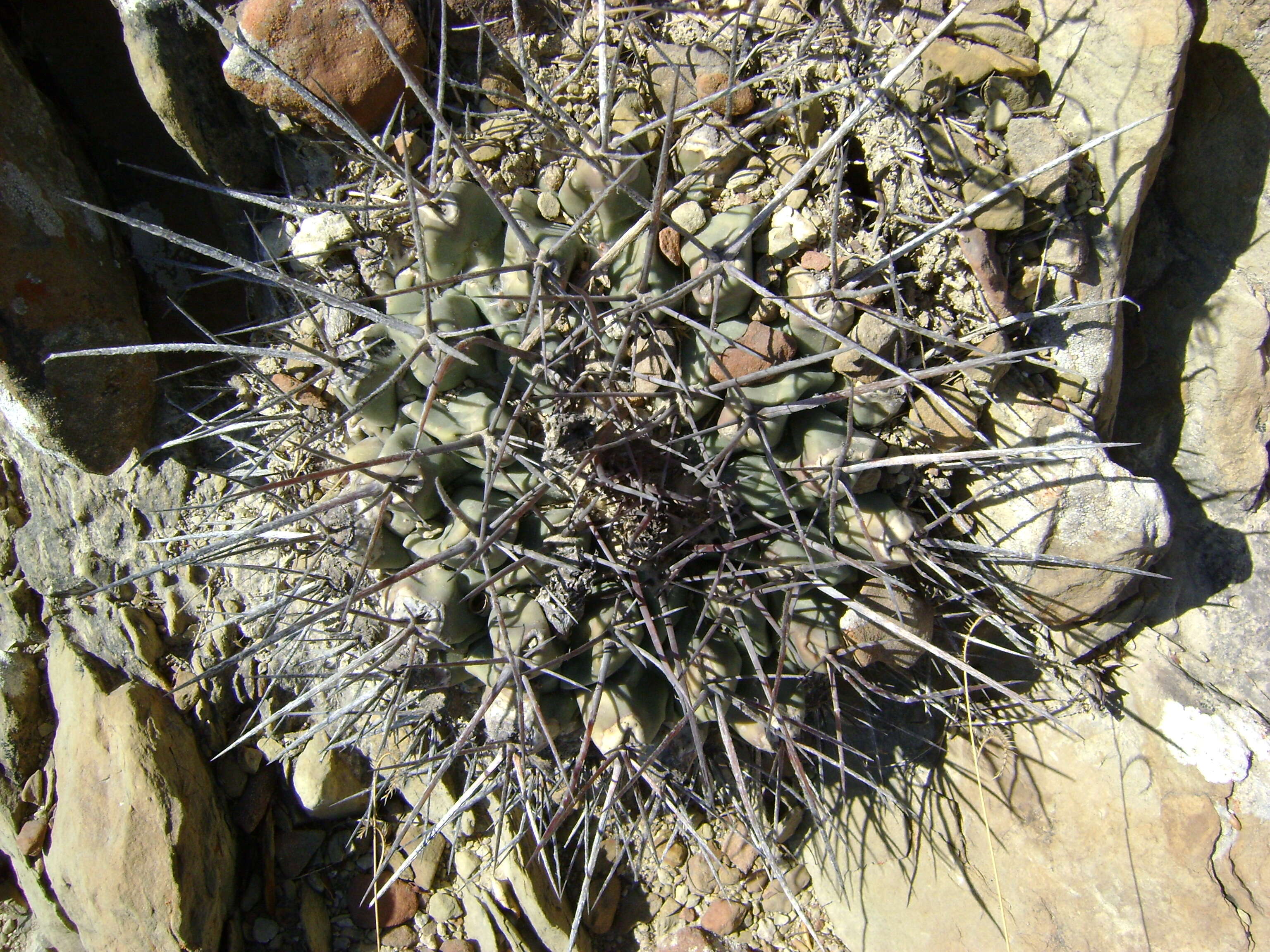 Image of Thelocactus rinconensis (Poselger) Britton & Rose