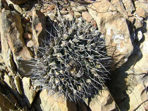 Image of Thelocactus rinconensis (Poselger) Britton & Rose