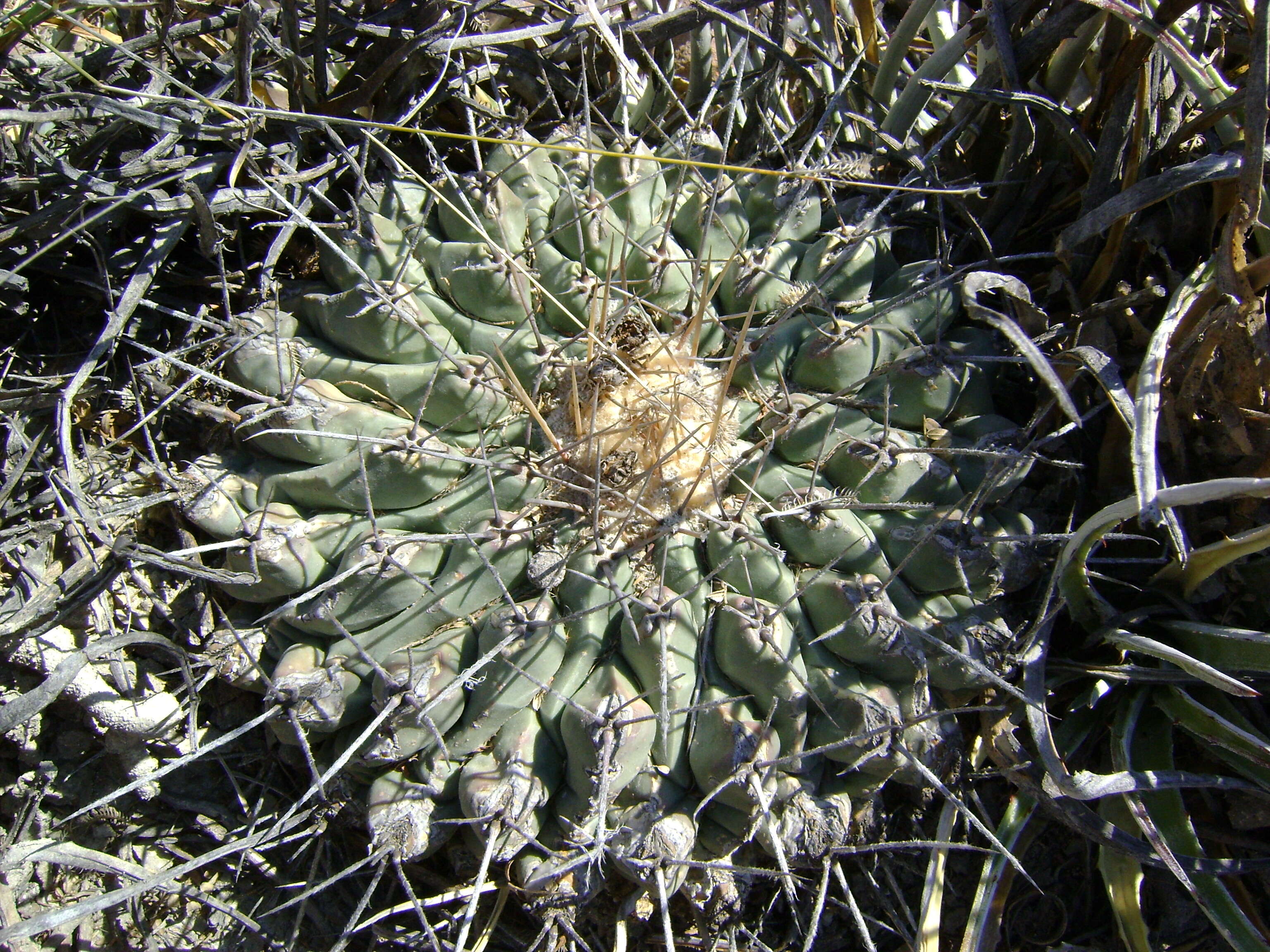 Image of Thelocactus rinconensis (Poselger) Britton & Rose