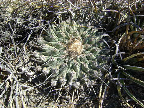 Image of Thelocactus rinconensis (Poselger) Britton & Rose