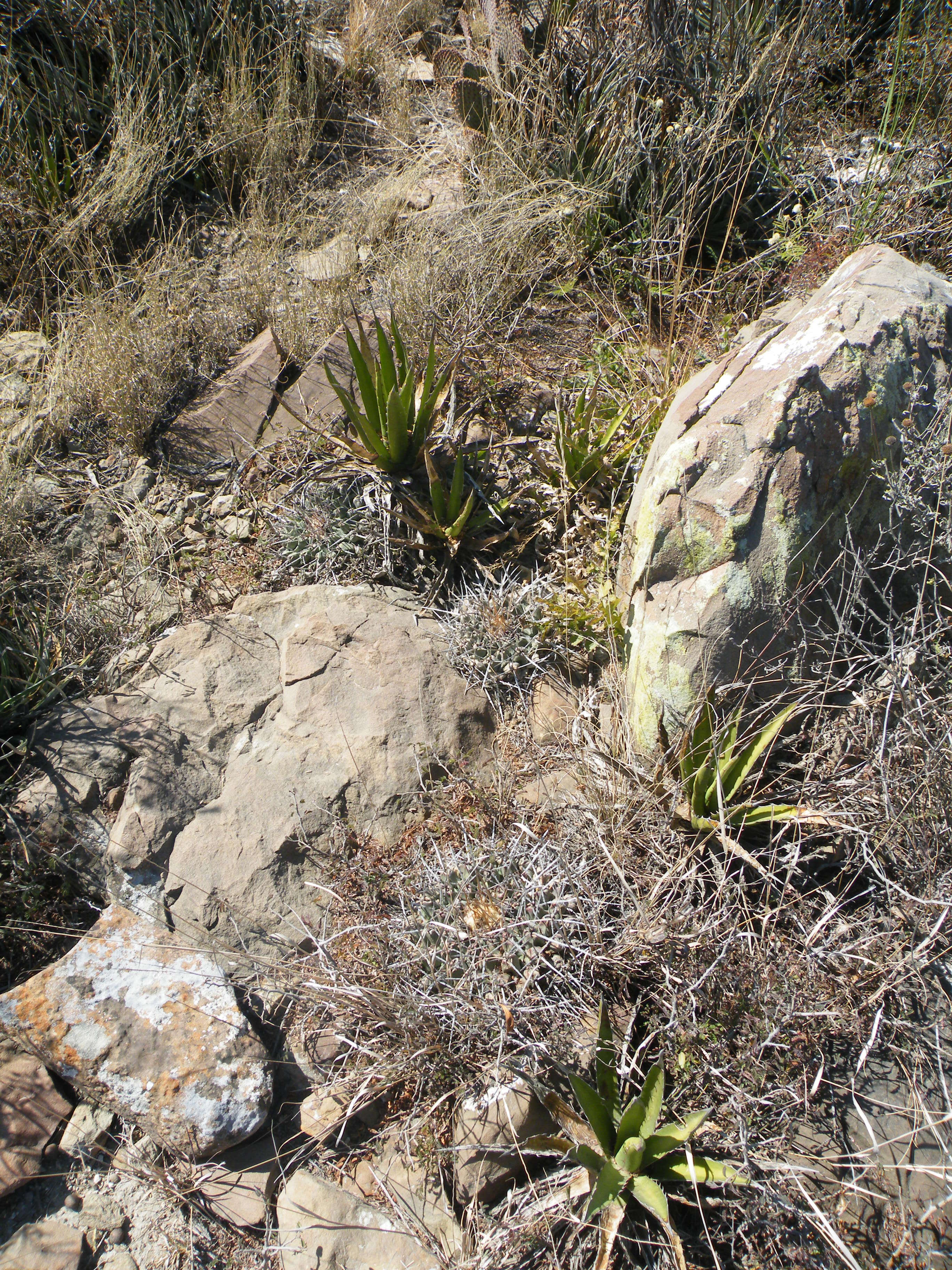 Image of Thelocactus rinconensis (Poselger) Britton & Rose