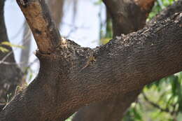 Image of Black-nosed Lizard