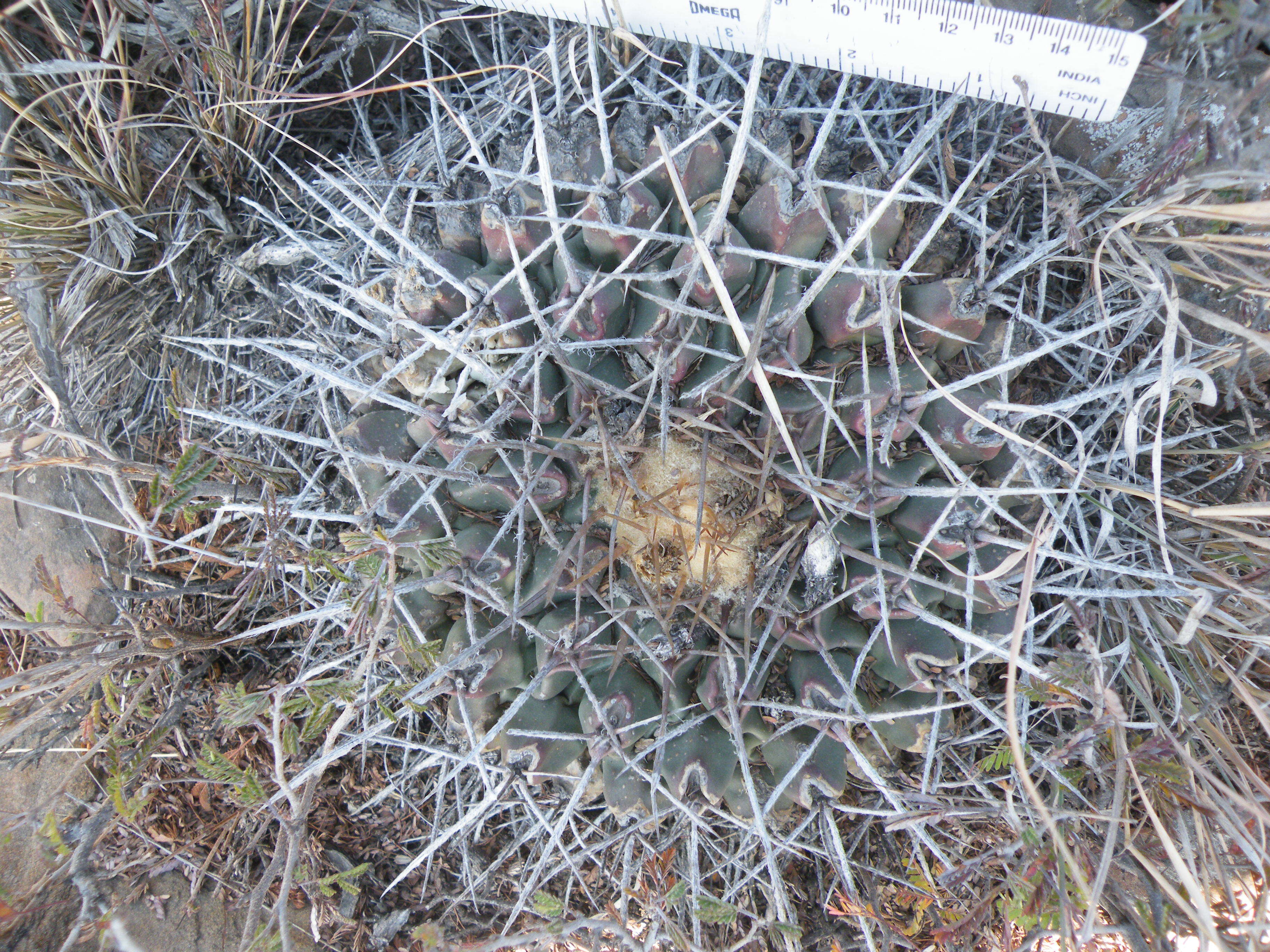 Image of Thelocactus rinconensis (Poselger) Britton & Rose