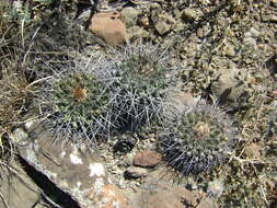 Image of Thelocactus rinconensis (Poselger) Britton & Rose