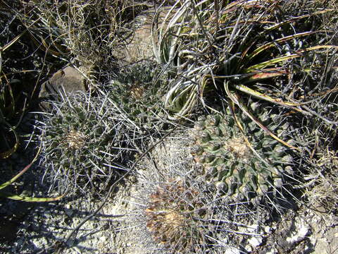 Image of Thelocactus rinconensis (Poselger) Britton & Rose