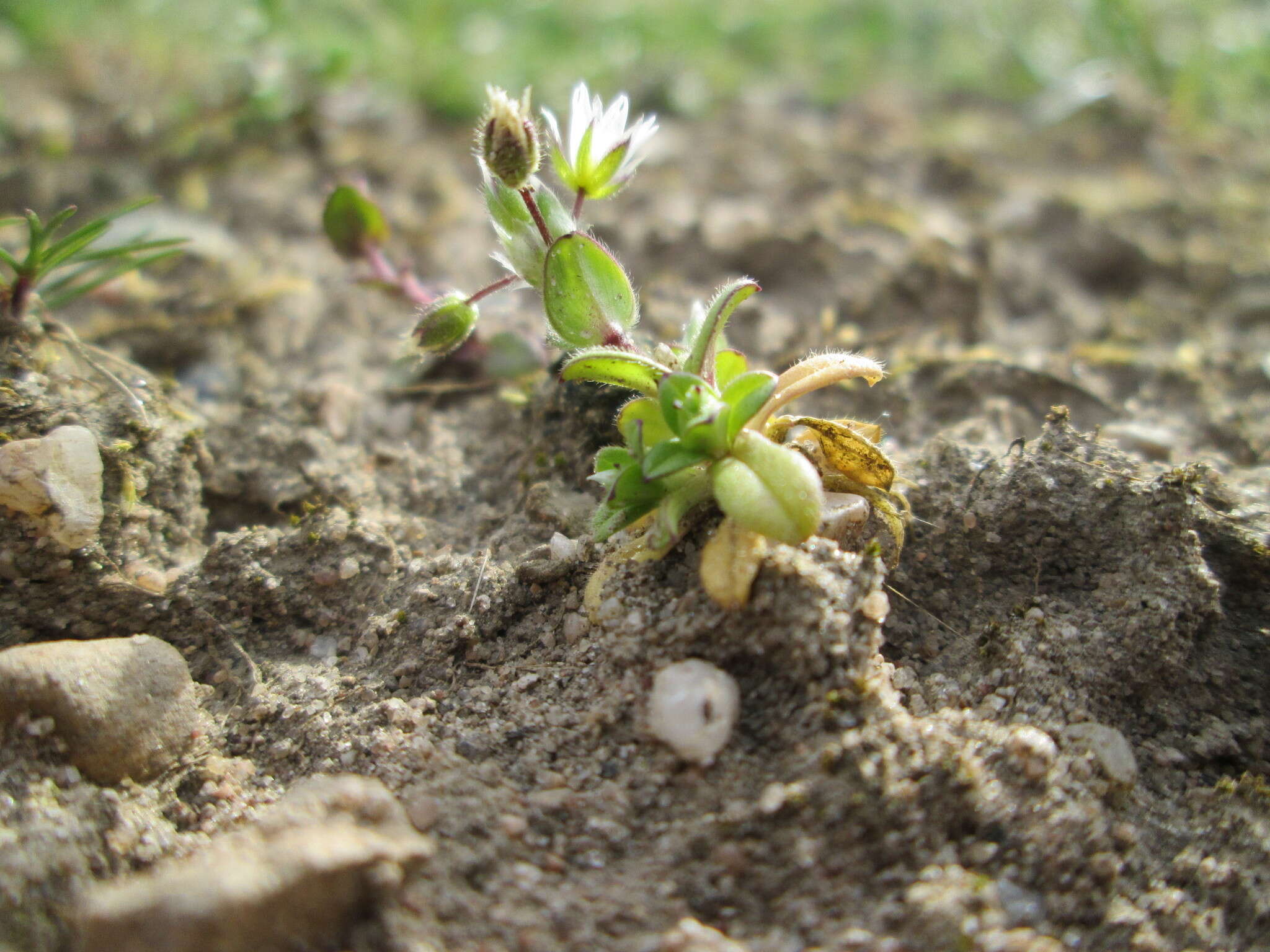 Image of fivestamen chickweed