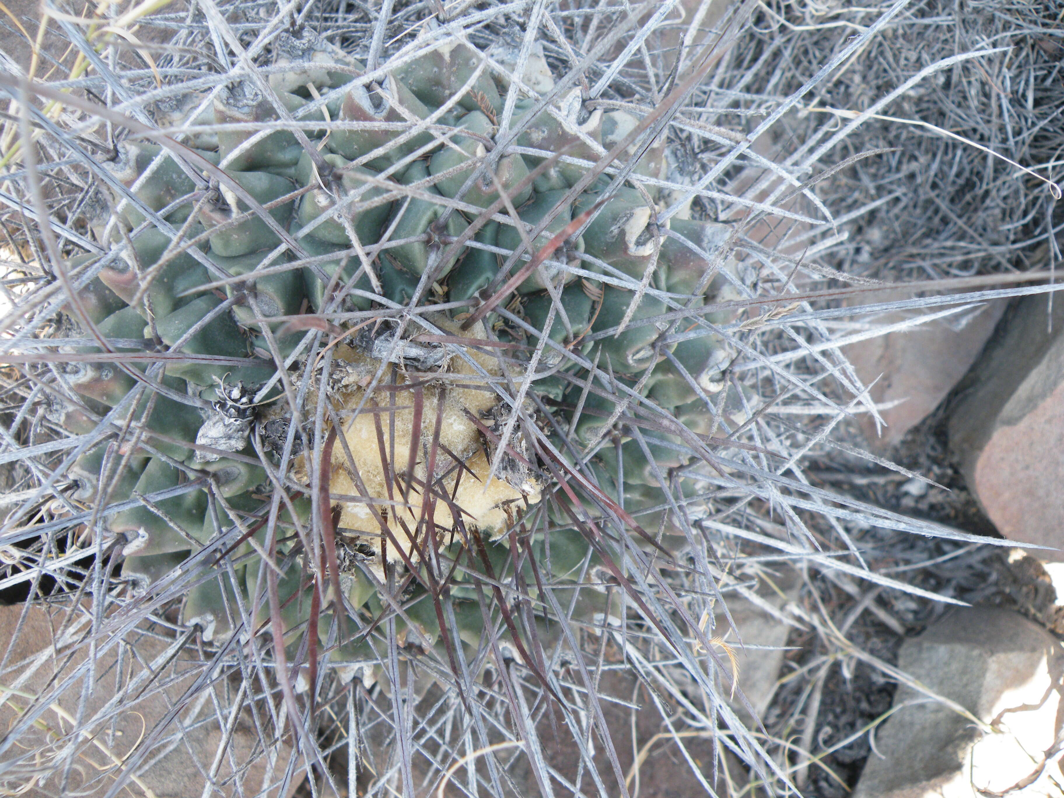 Image of Thelocactus rinconensis (Poselger) Britton & Rose