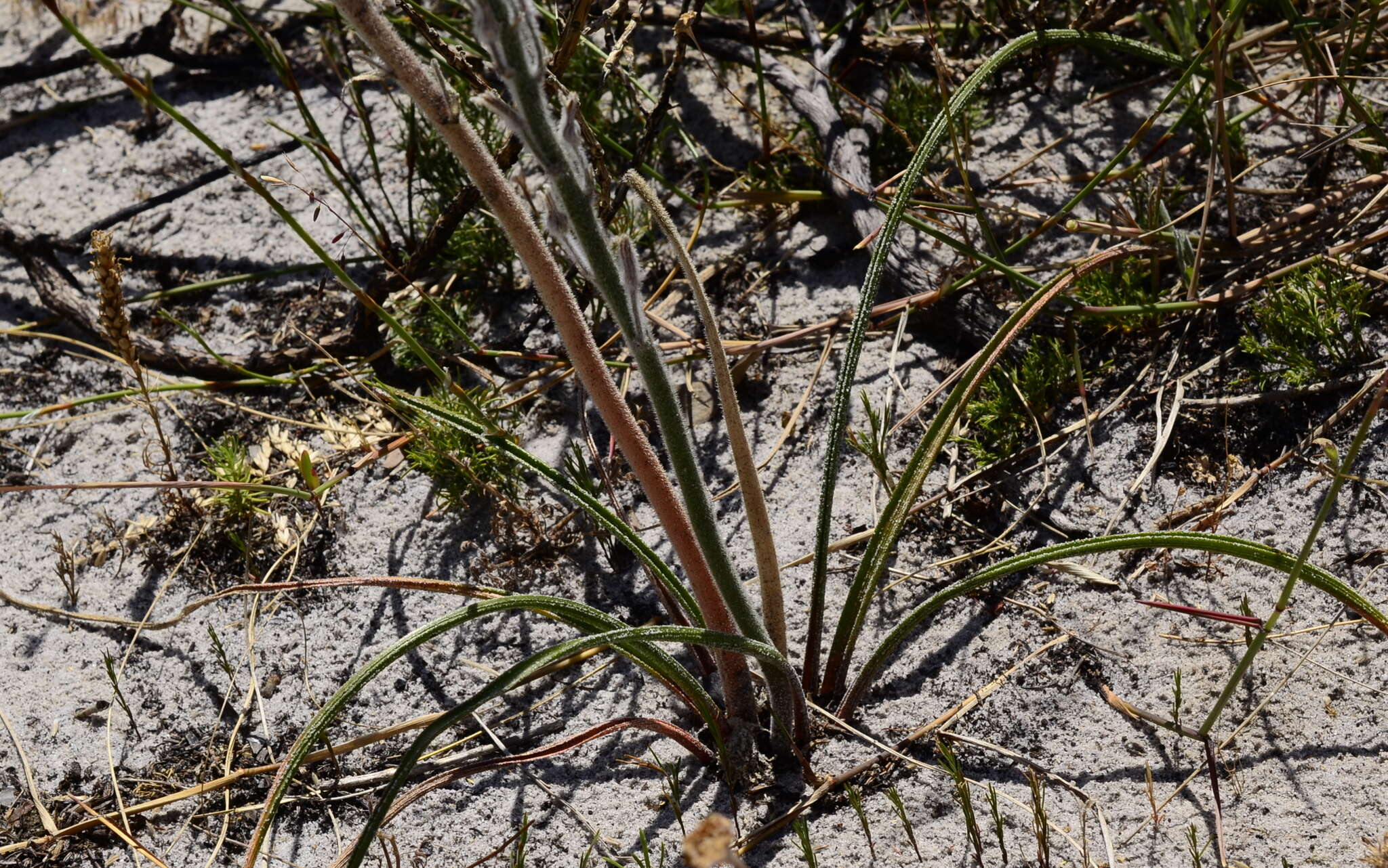 Image of Trachyandra scabra (L. fil.) Kunth