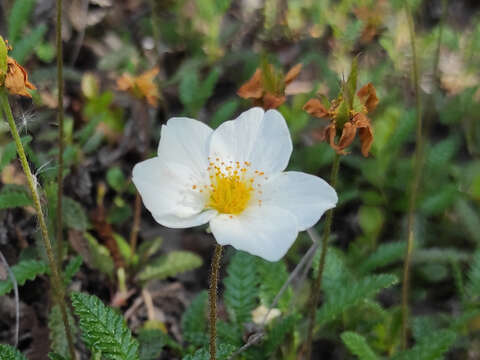 Image of Dryas octopetala subsp. viscosa (Juz.) Hult.