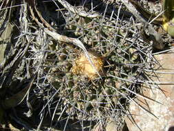 Image of Thelocactus rinconensis (Poselger) Britton & Rose