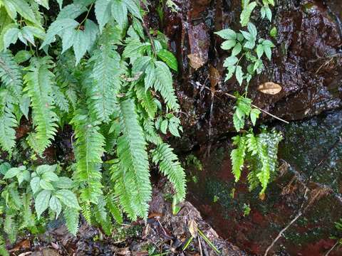 Image of Hymenasplenium obscurum (Bl.) Tag.