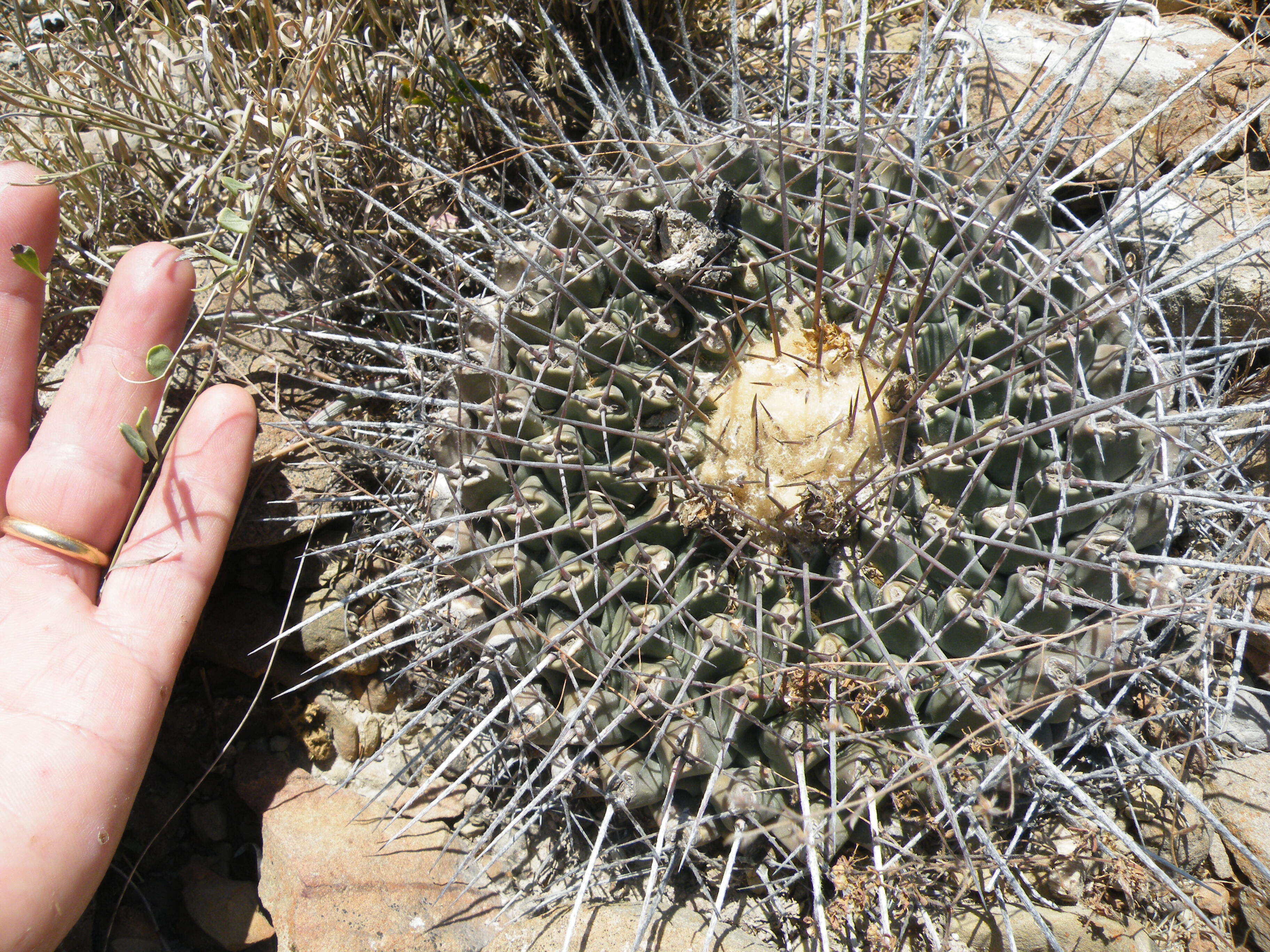 Image of Thelocactus rinconensis (Poselger) Britton & Rose