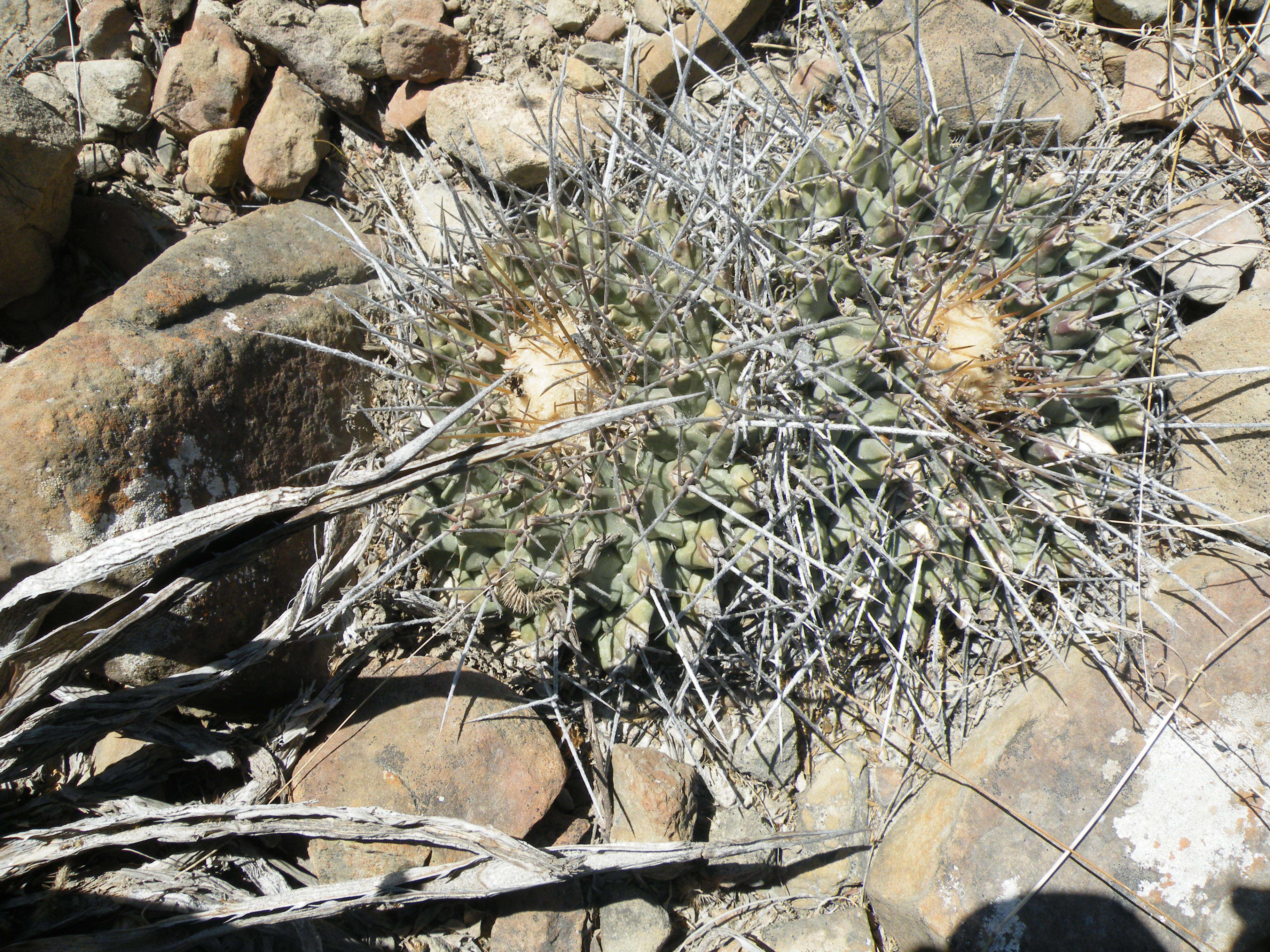 Image of Thelocactus rinconensis (Poselger) Britton & Rose