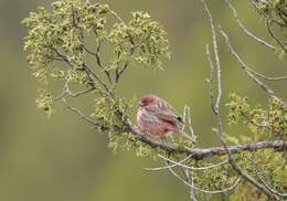 Image of Pink-rumped Rosefinch