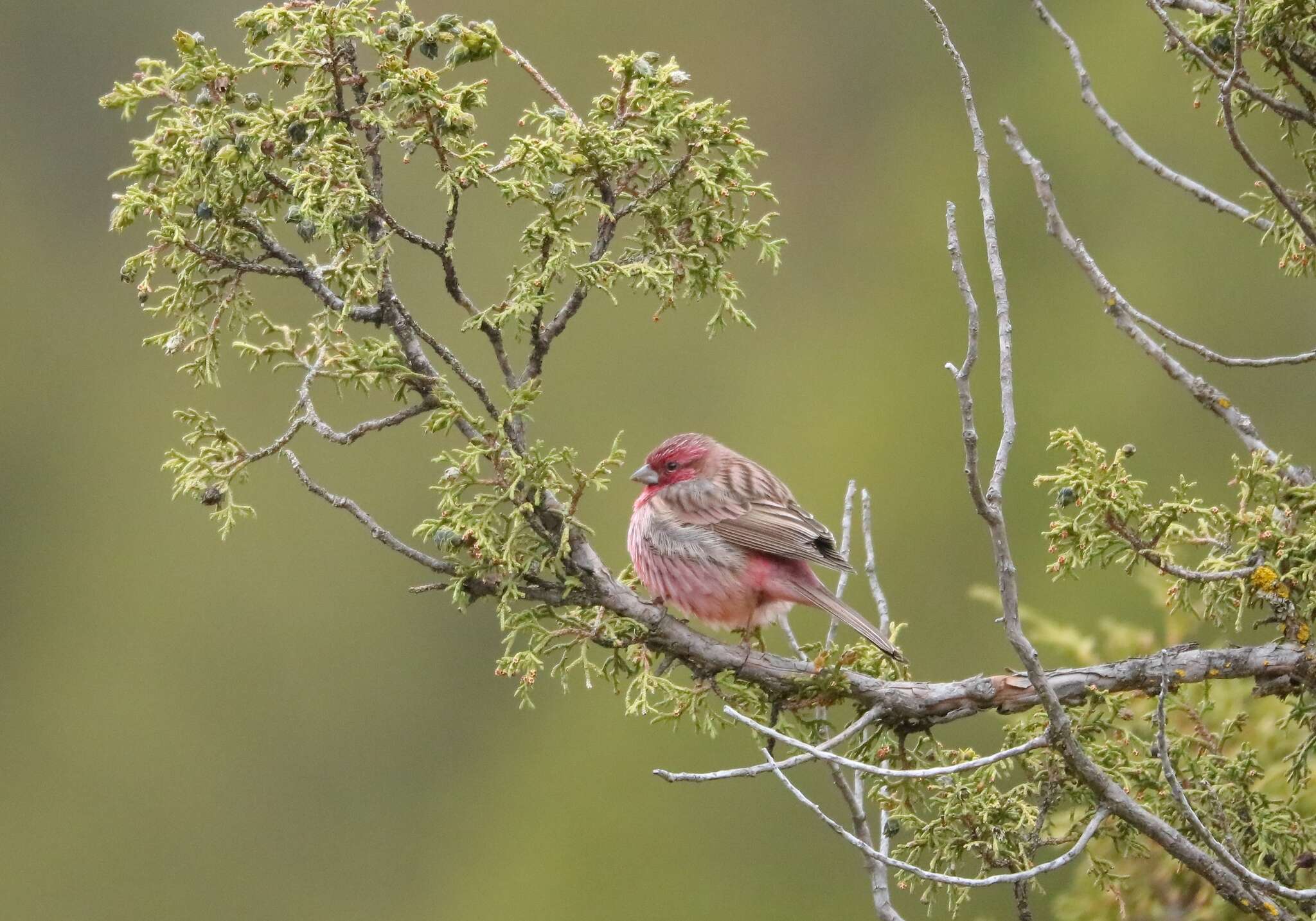 Image of Pink-rumped Rosefinch