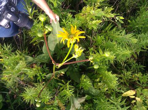 Image de Silphium terebinthinaceum Jacq.