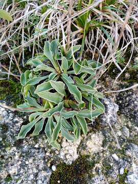 Image of Globularia vulgaris L.