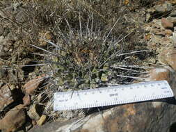 Image of Thelocactus rinconensis (Poselger) Britton & Rose