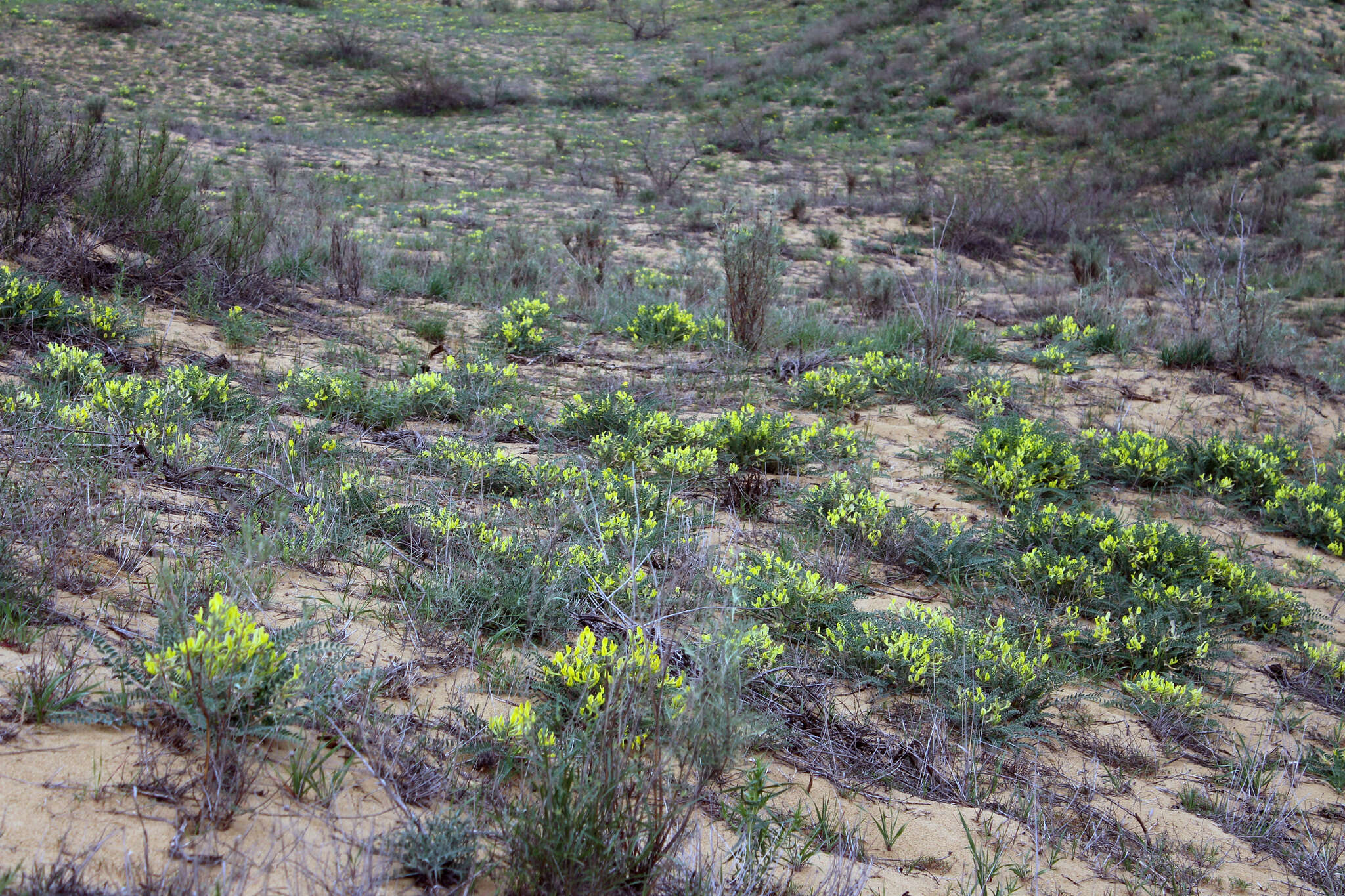 Imagem de Astragalus longipetalus Chater