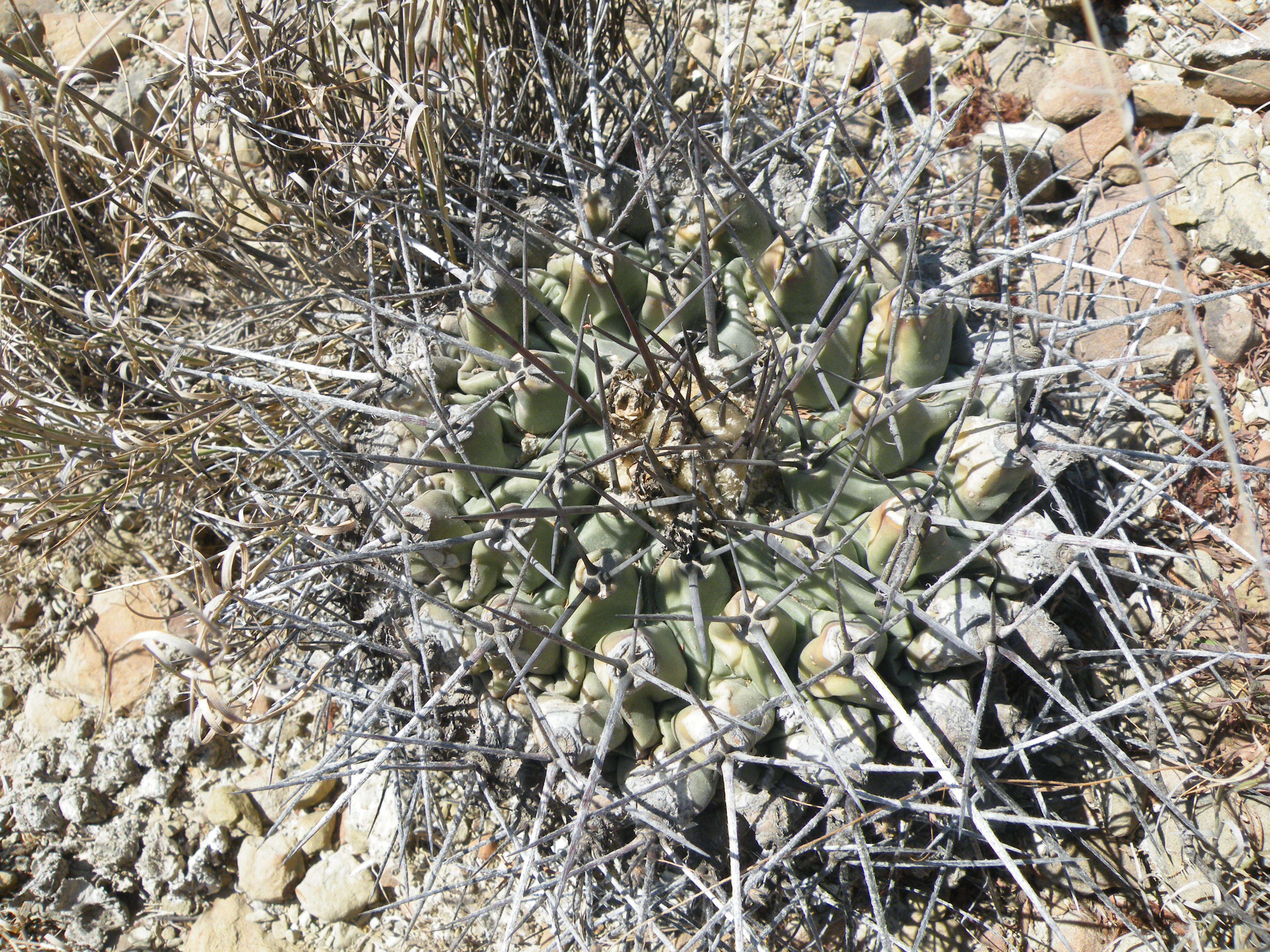 Image of Thelocactus rinconensis (Poselger) Britton & Rose