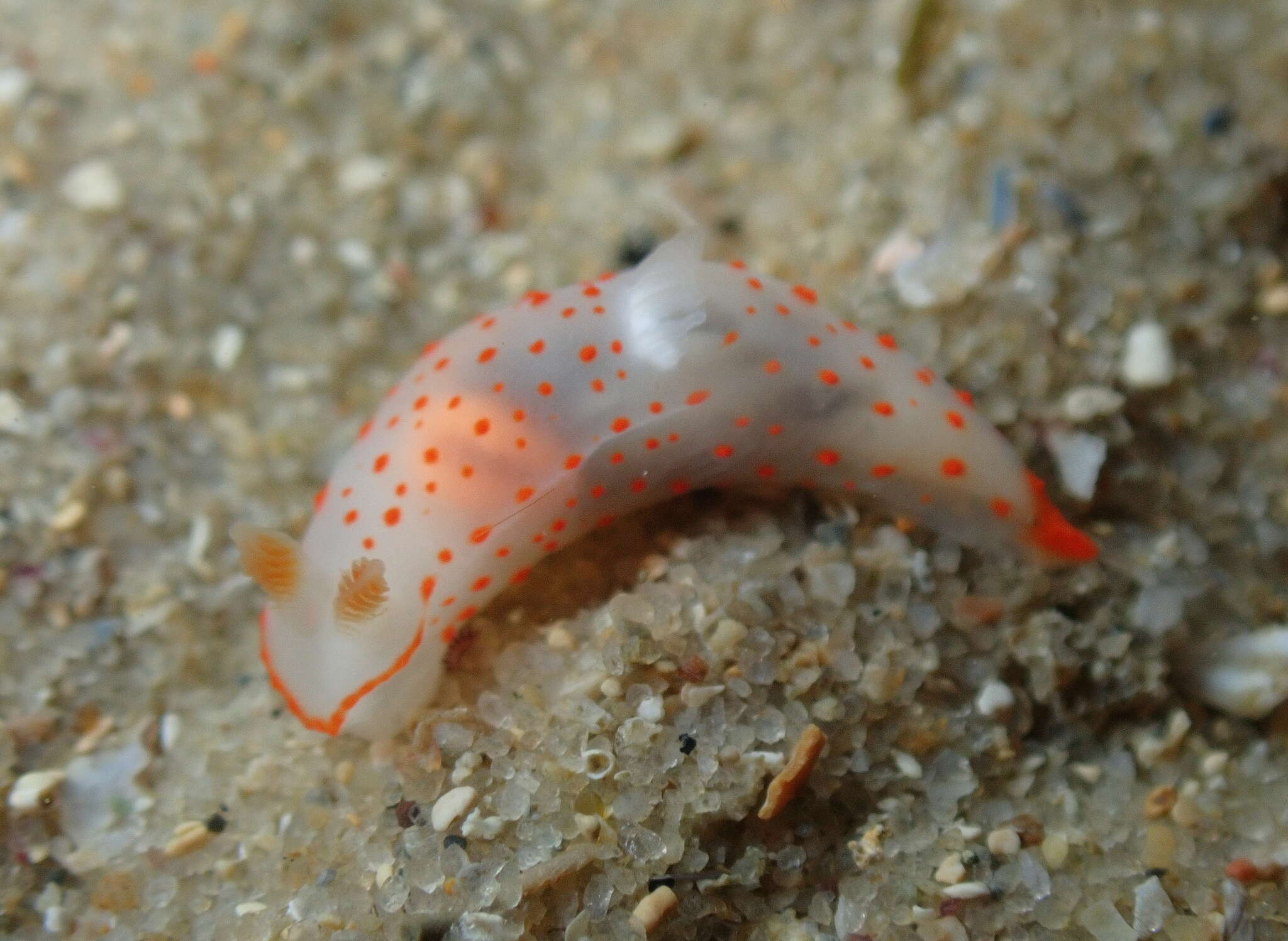 Image of Gymnodoris alba (Bergh 1877)