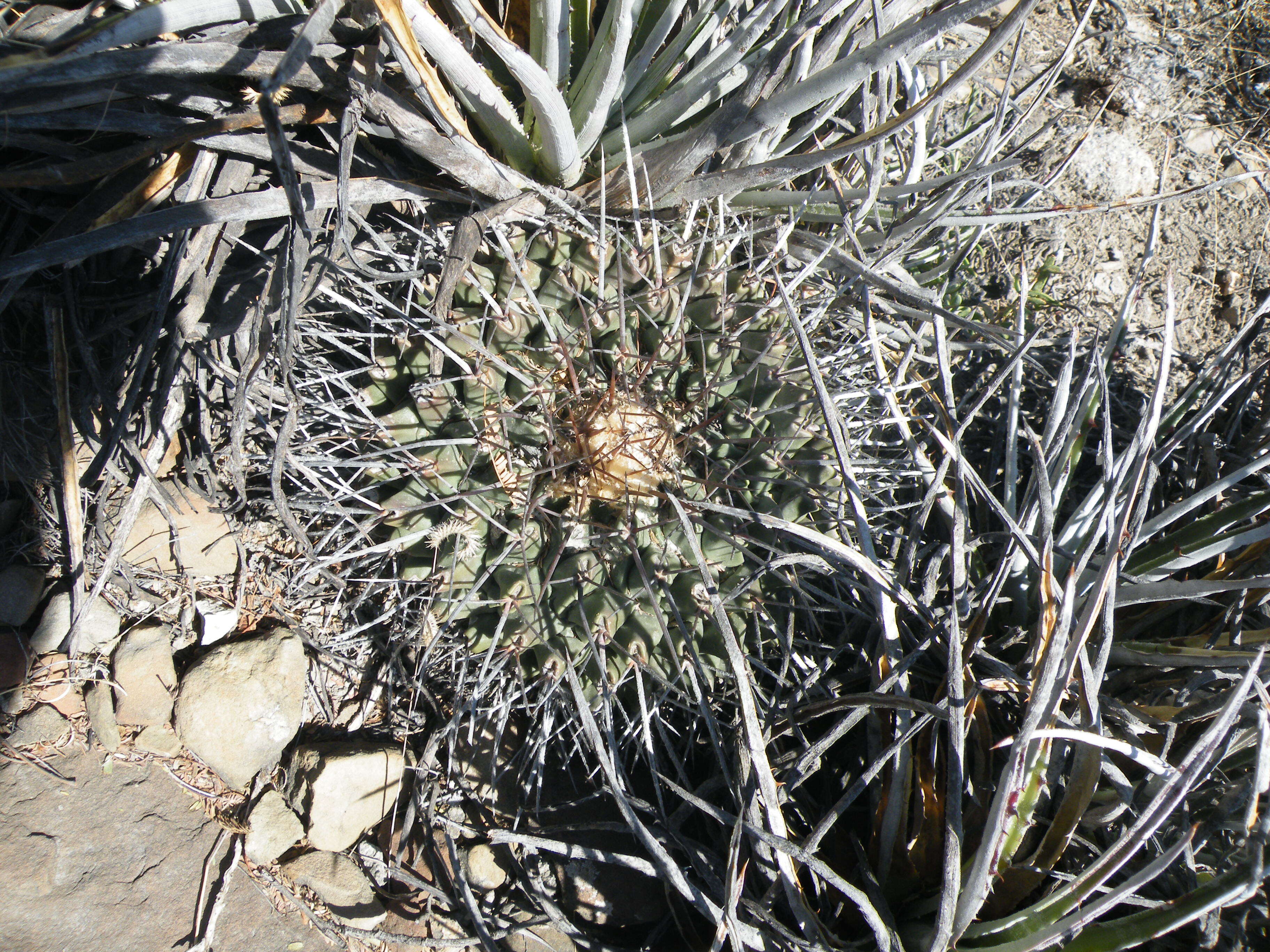 Image of Thelocactus rinconensis (Poselger) Britton & Rose