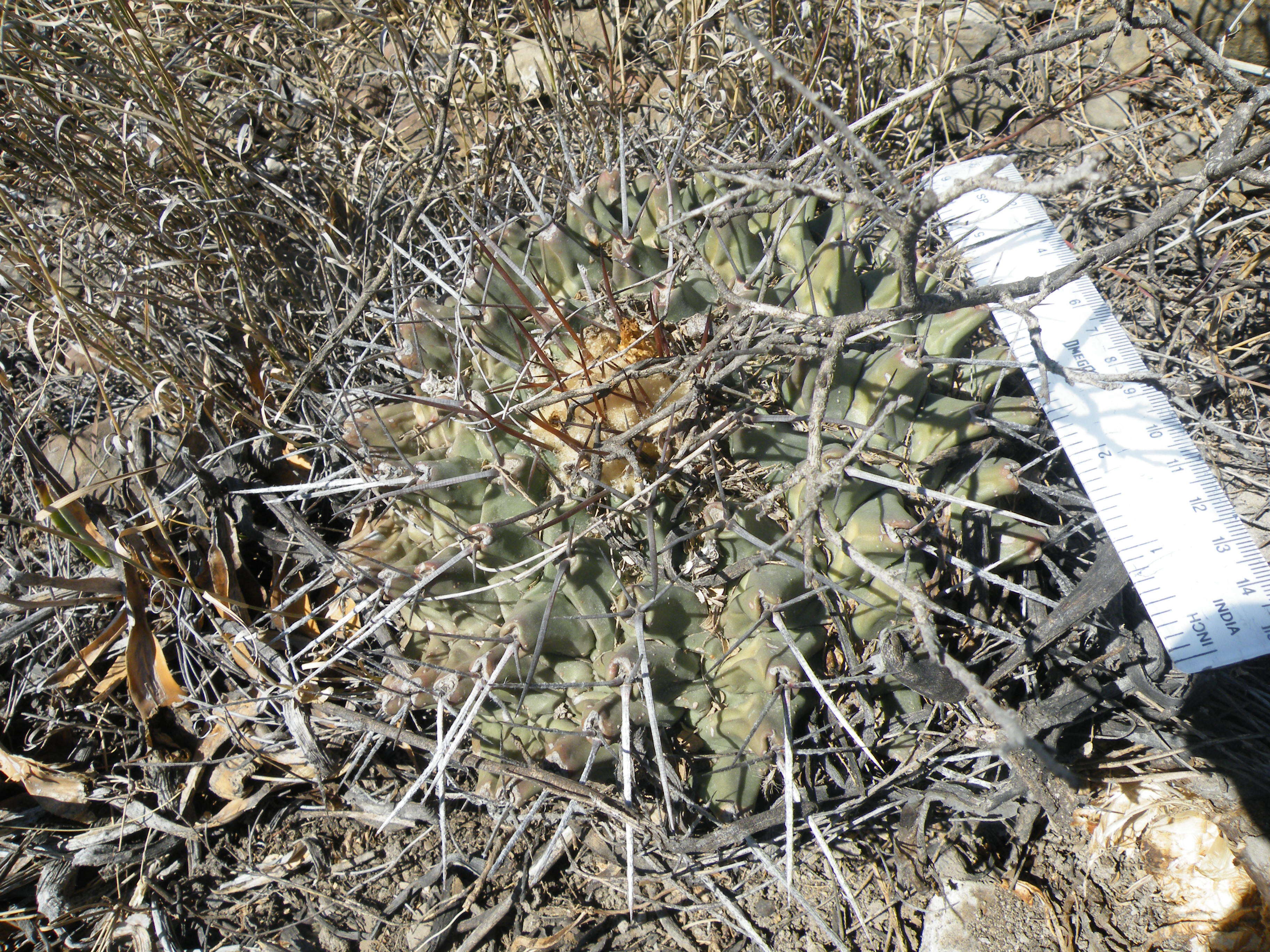 Image of Thelocactus rinconensis (Poselger) Britton & Rose