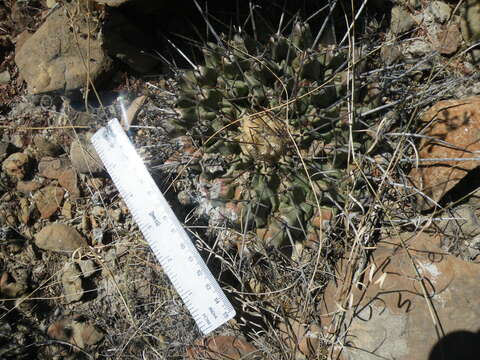 Image of Thelocactus rinconensis (Poselger) Britton & Rose