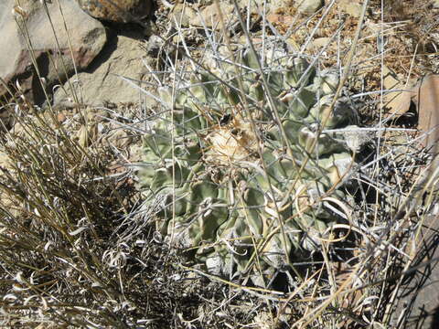 Image of Thelocactus rinconensis (Poselger) Britton & Rose