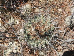 Image of Thelocactus rinconensis (Poselger) Britton & Rose