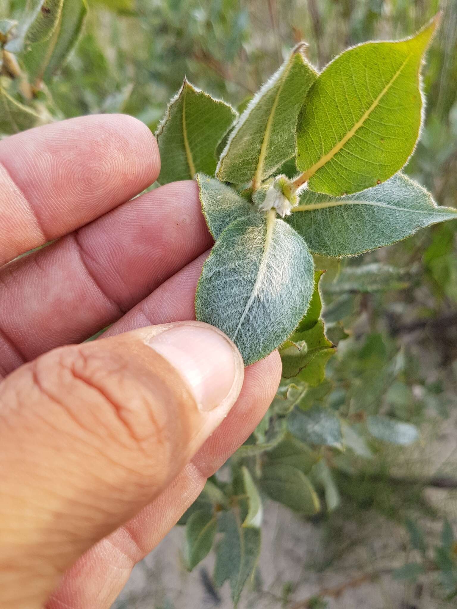 Imagem de Salix cordata Michx.