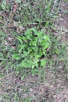 Image of Trifolium pratense var. pratense